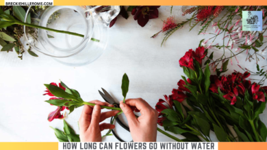 How Long Can Flowers Go Without Water