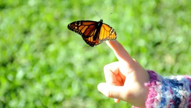 httpspussmoth.commariposas-palomas-o-globos