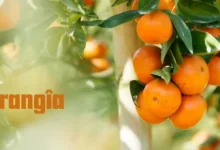 orangîa