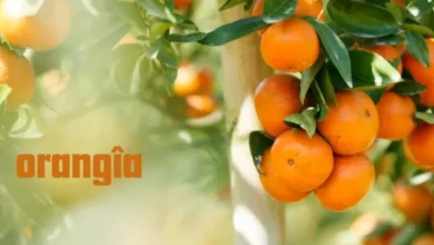 orangîa