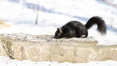 Black Squirrel