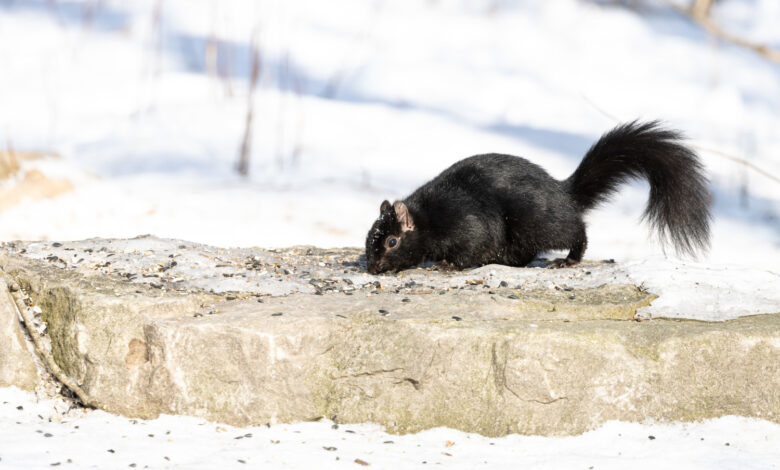 Black Squirrel